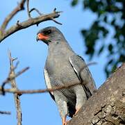 Pale Chanting Goshawk