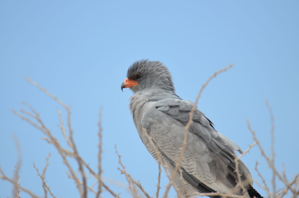 Pale Chanting Goshawkadult, identification