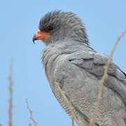 Pale Chanting Goshawk