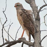 Pale Chanting Goshawk