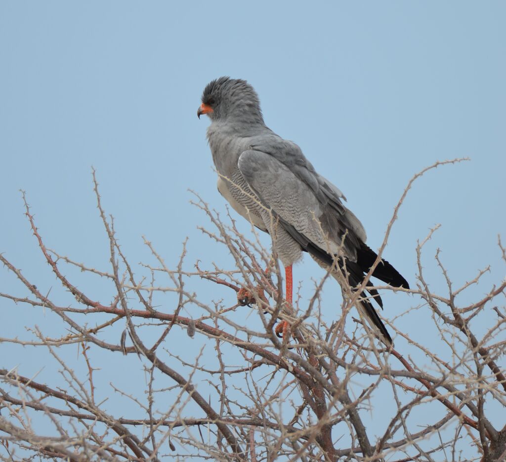 Pale Chanting Goshawkadult, identification