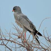 Pale Chanting Goshawk