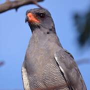 Pale Chanting Goshawk