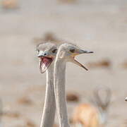 Common Ostrich