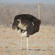 Common Ostrich