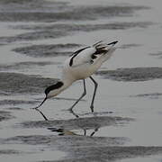 Avocette élégante