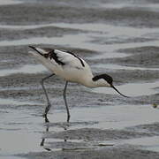 Avocette élégante