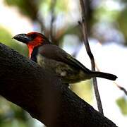 Black-collared Barbet