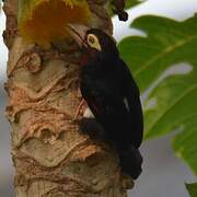 Double-toothed Barbet