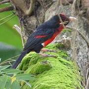 Double-toothed Barbet