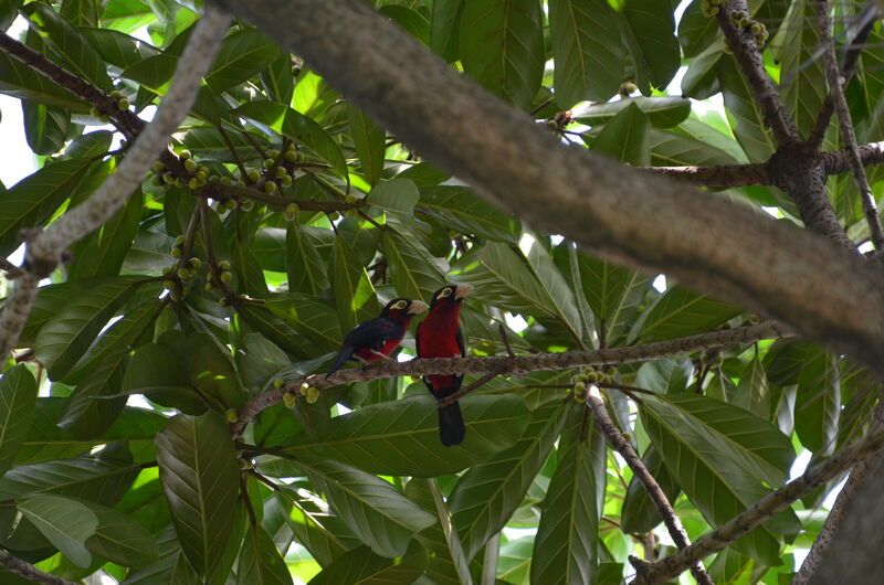 Double-toothed Barbet adult