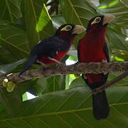 Double-toothed Barbet