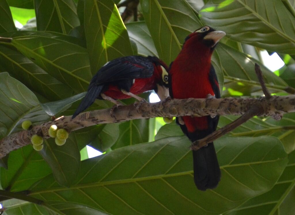 Double-toothed Barbet adult, identification