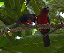 Double-toothed Barbet