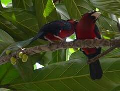 Double-toothed Barbet