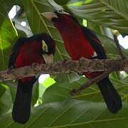 Double-toothed Barbet