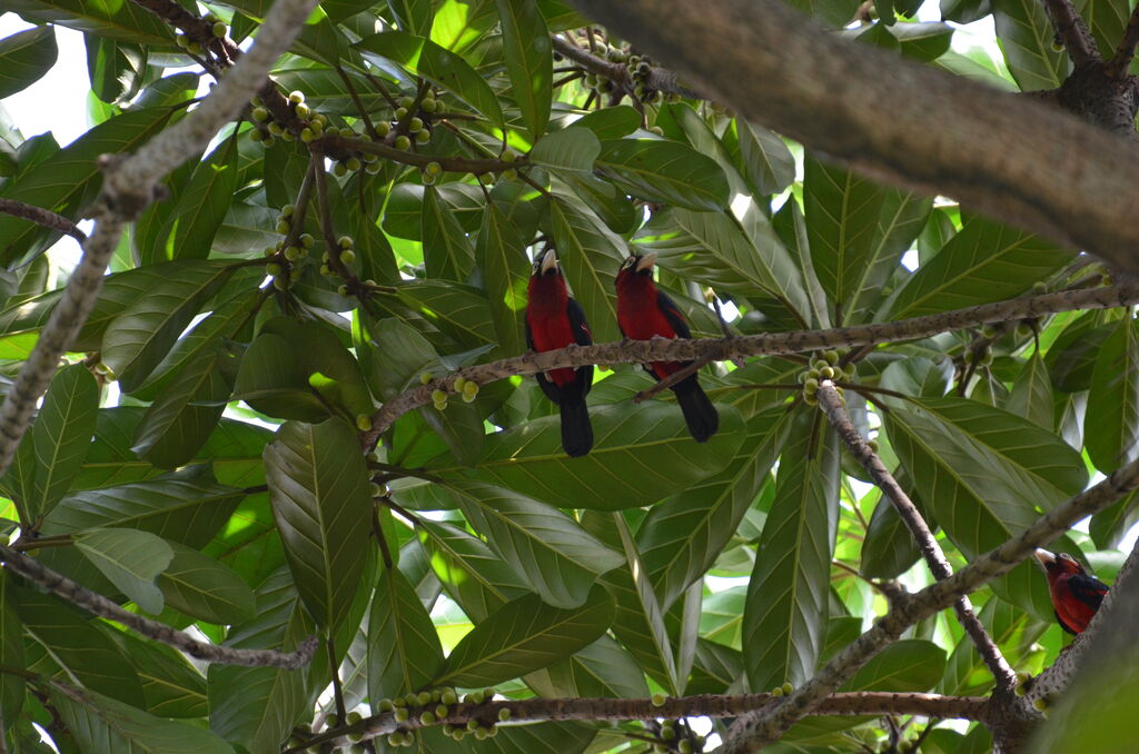 Double-toothed Barbetadult, identification