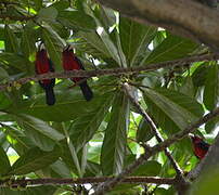 Double-toothed Barbet