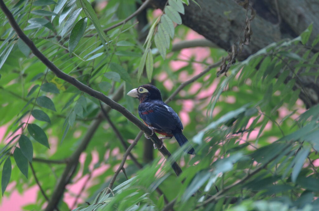 Double-toothed Barbet male adult, identification