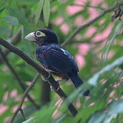 Double-toothed Barbet