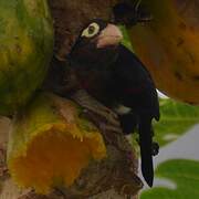 Double-toothed Barbet