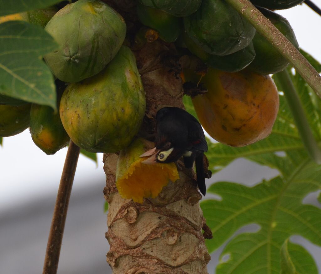 Double-toothed Barbet male adult, identification, feeding habits, eats