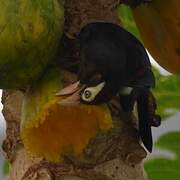 Double-toothed Barbet