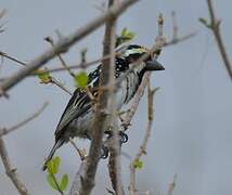 Acacia Pied Barbet