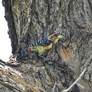 Crested Barbet