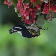 Yellow-rumped Tinkerbird (leucolaimus)