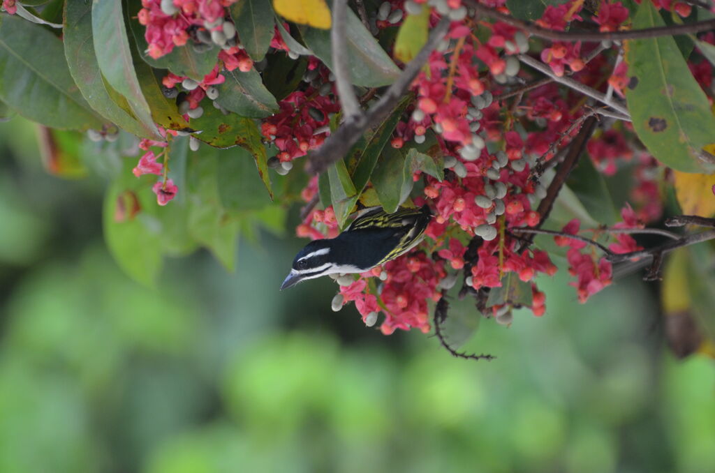 Yellow-rumped Tinkerbird (leucolaimus)adult, identification