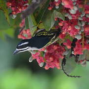 Yellow-rumped Tinkerbird (leucolaimus)