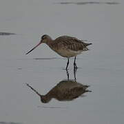 Black-tailed Godwit