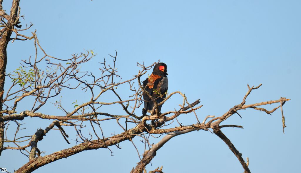 Bateleur des savanesadulte, identification