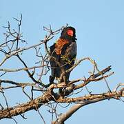 Bateleur des savanes