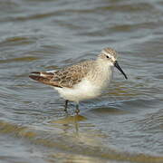 Curlew Sandpiper