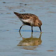 Dunlin