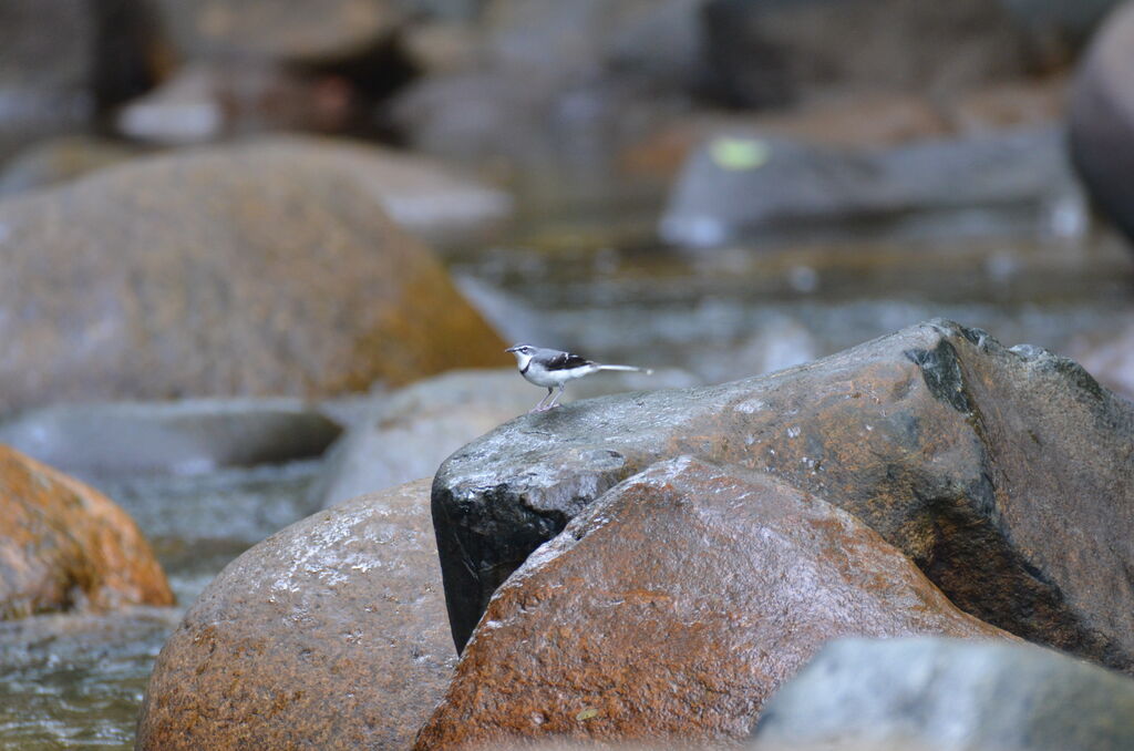 Mountain Wagtailadult, identification