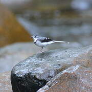 Mountain Wagtail