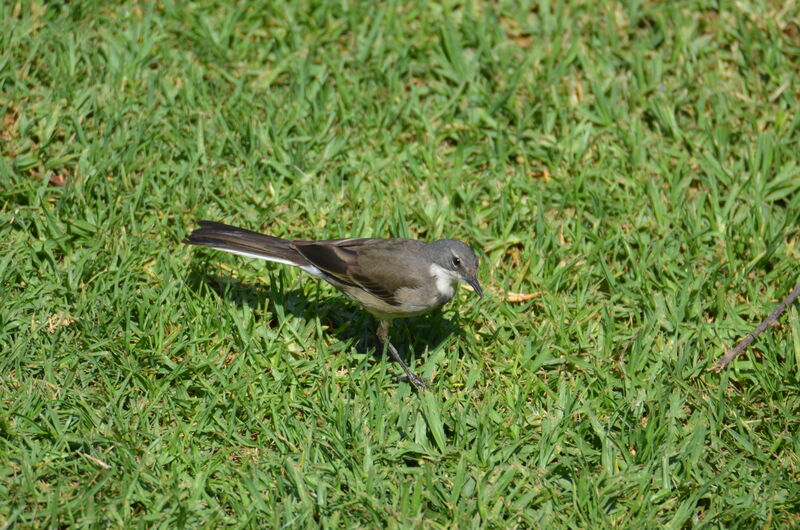 Cape Wagtailadult, identification