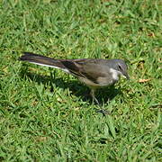 Cape Wagtail