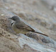 Cape Wagtail