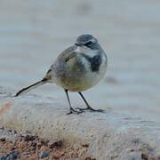 Cape Wagtail