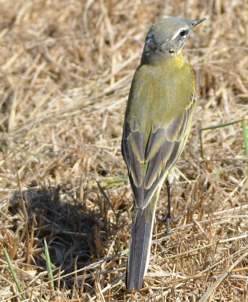 Bergeronnette printanièreadulte, identification