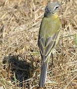 Western Yellow Wagtail