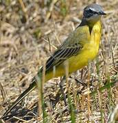 Western Yellow Wagtail