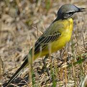 Western Yellow Wagtail