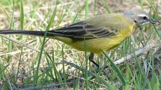 Western Yellow Wagtail