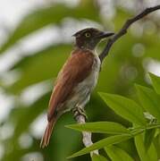 Black-and-white Shrike-flycatcher