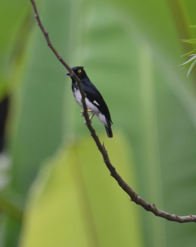 Black-and-white Shrike-flycatcheradult